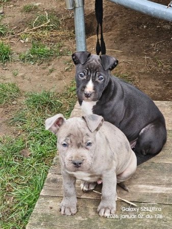 Staffordshire terrier