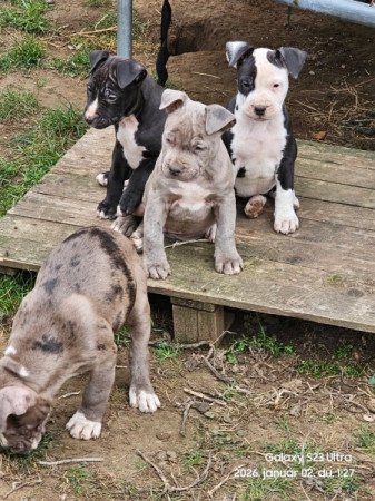 Staffordshire terrier