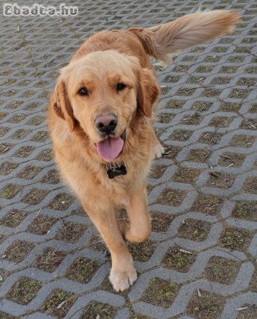 Törzskönyv nélküli Golden Retriever elvihető