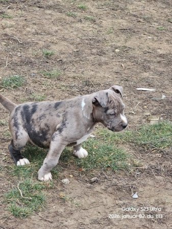 Staffordshire terrier