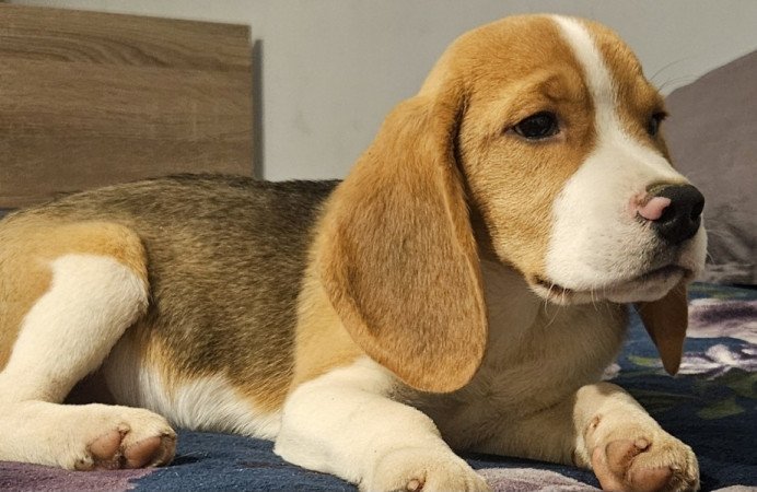 Beagle