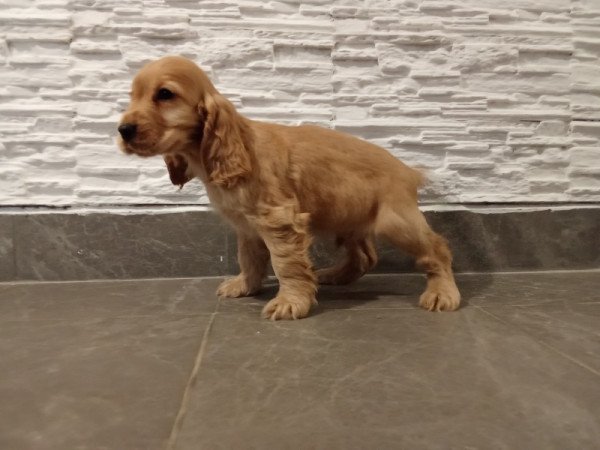 Angol coocker Spániel