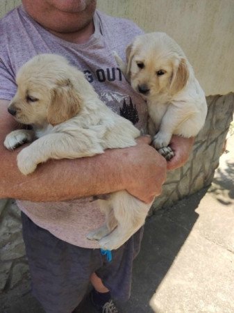 Golden retriever