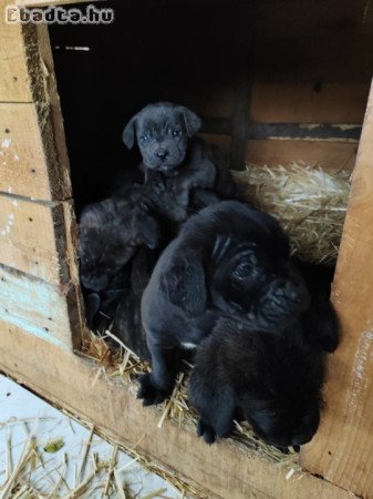 Cane Corso kiskutyák
