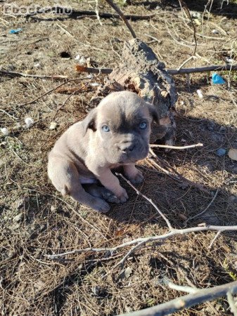Cane Corso kiskutyák