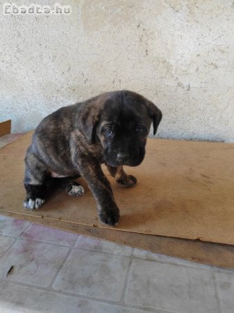 Cane Corso kiskutyák