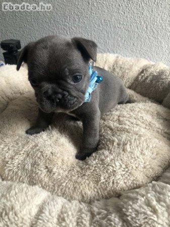Francia bulldog kiskutyák