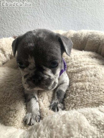 Francia bulldog kiskutyák