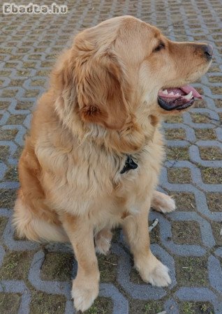 Törzskönyv nélküli Golden Retriever elvihető