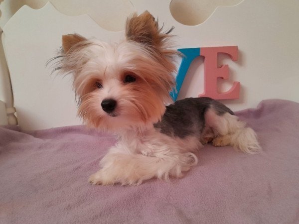 Biewer Yorkshire terrier