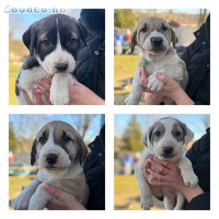 Közép Ázsia fajtajellegű kutya