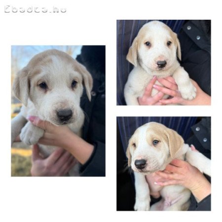 Közép Ázsia fajtajellegű kutya