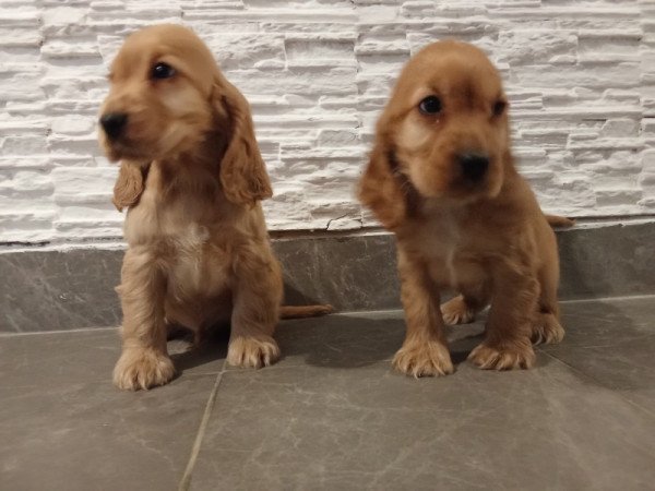 Angol coocker Spániel