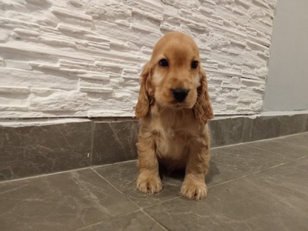 Angol coocker Spániel