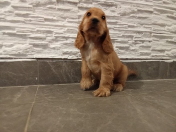 Angol coocker Spániel