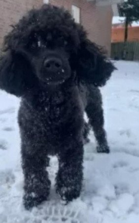 Maltipoo uszkàr havanese