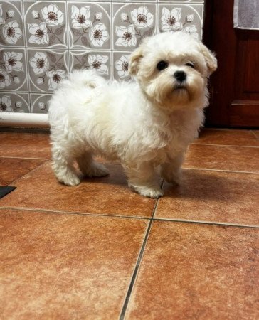 Bichon havanese