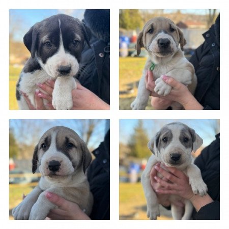 Közép Ázsiai juhászkutya