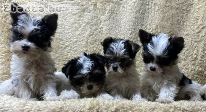 Biewer yorki mini kiskutyák