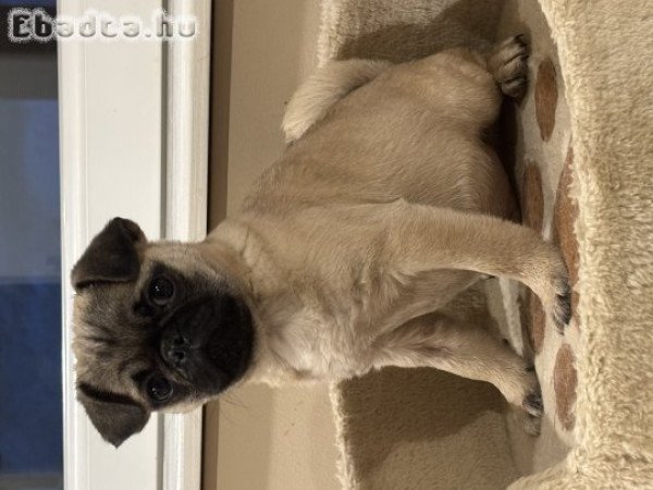 Mopsz kan kiskutyák