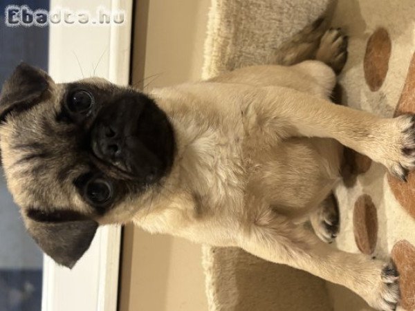 Mopsz kan kiskutyák