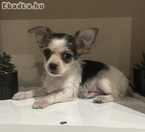 Csivava extramini kiskutyàk