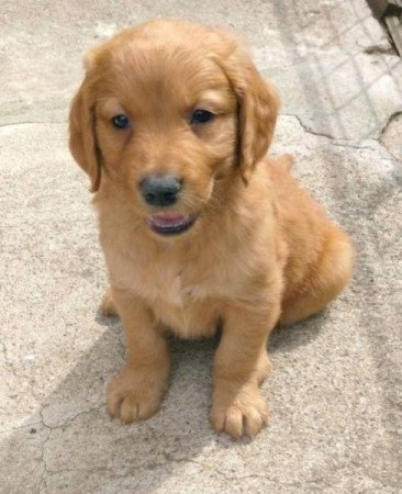 Golden Retriever