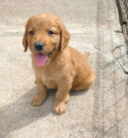 Golden Retriever