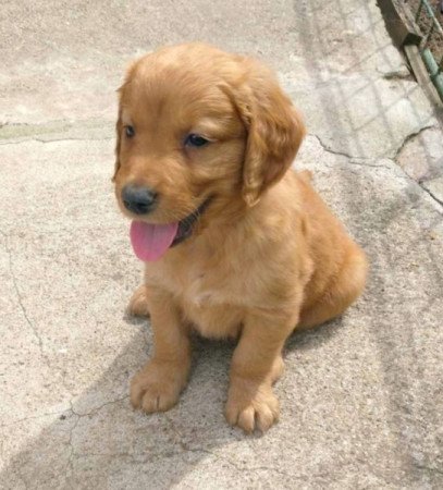 Golden Retriever