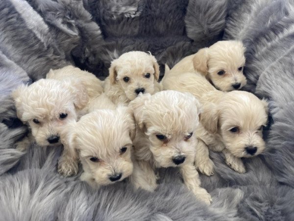 Maltipoo