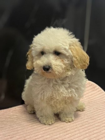 Maltipoo