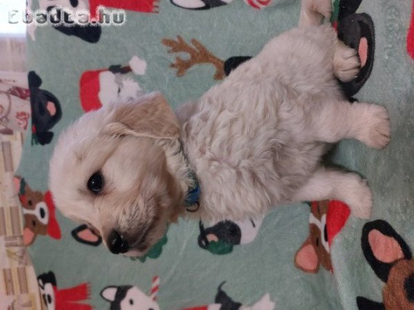 Golden baba szerető gazdit keres