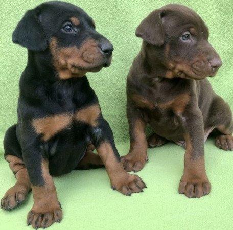 Dobermann