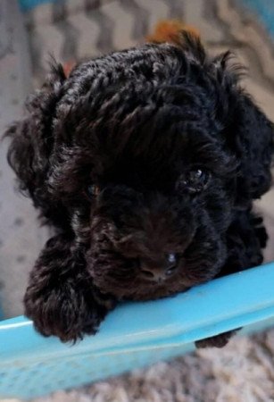 Maltipoo uszkàr havanese