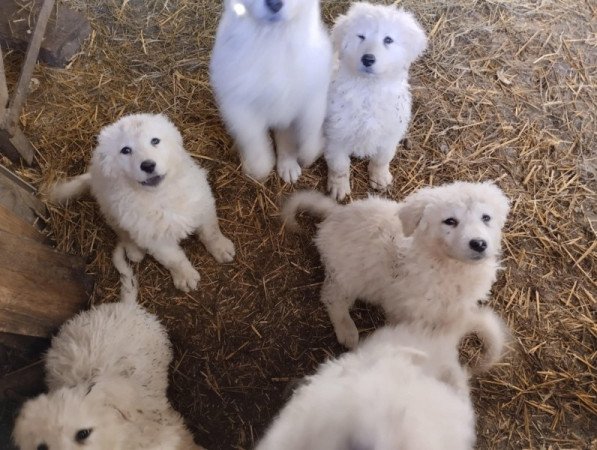Kuvasz