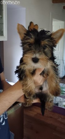 Yorkie kan