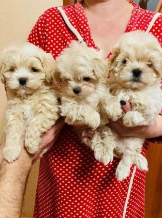 Maltipoo