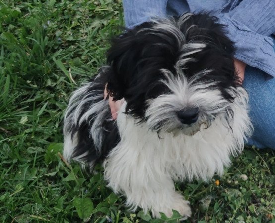 Bishon havanese