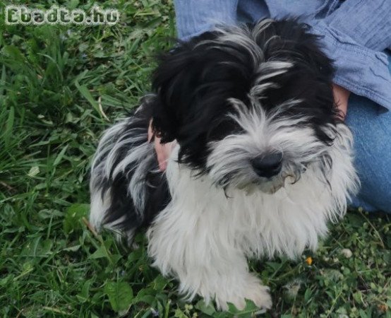 Kisfiú bishon havanese