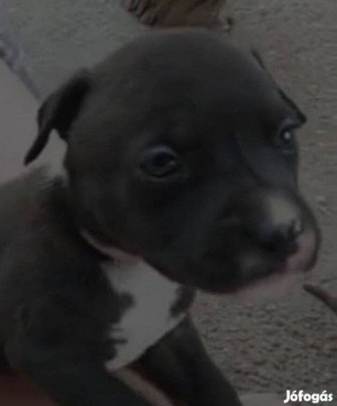 Staffordshire terrier