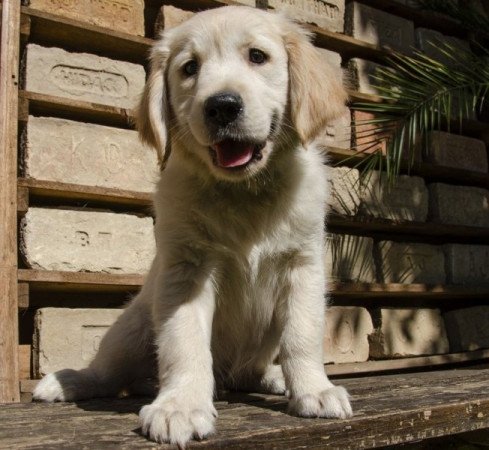 Golden Retriever