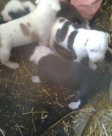 Staffordshire terrier