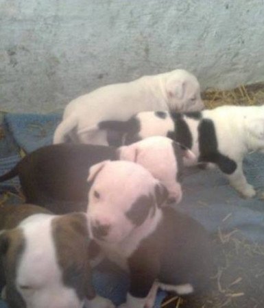 Staffordshire terrier