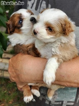 Bichon havanese