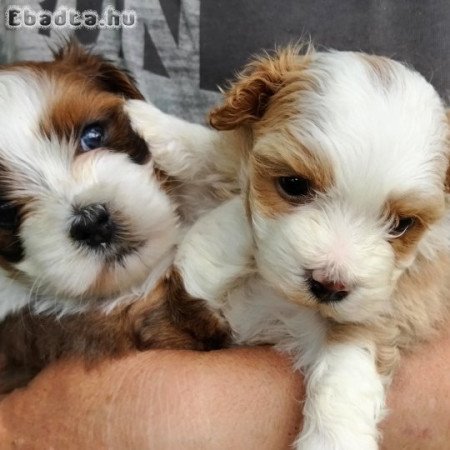 Bichon havanese