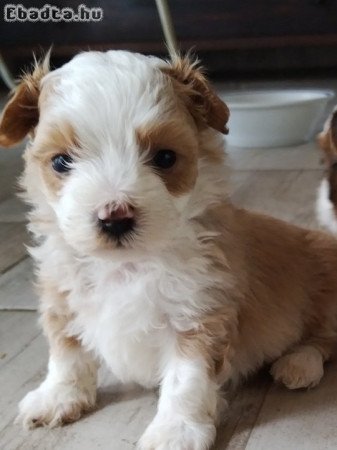 Bichon havanese