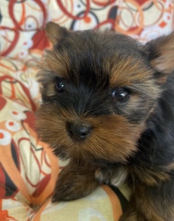 Yorkshire terrier