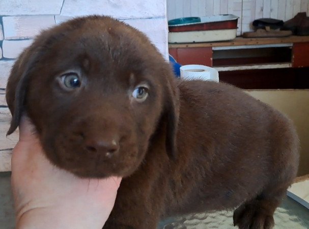 Labrador retriever