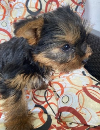 Yorkshire terrier