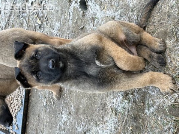 belga juhász német juhász mix